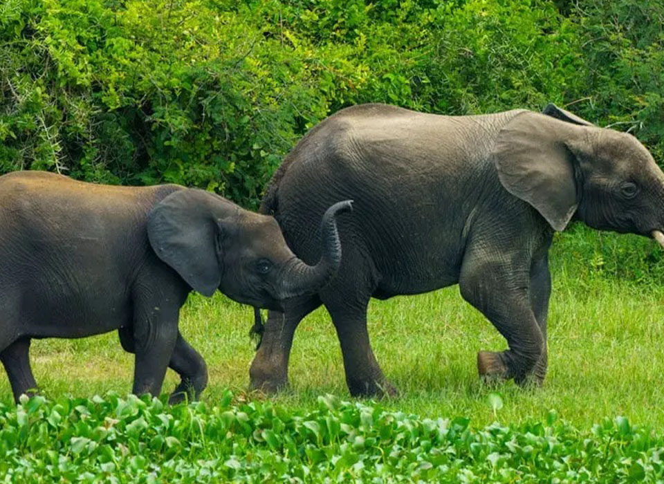 Ultimate Uganda Wildlife Safari Guide