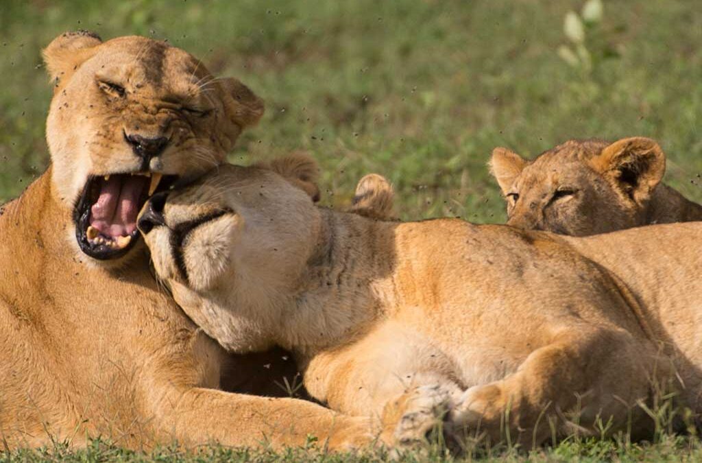 Big Cat Photography Safaris in Uganda