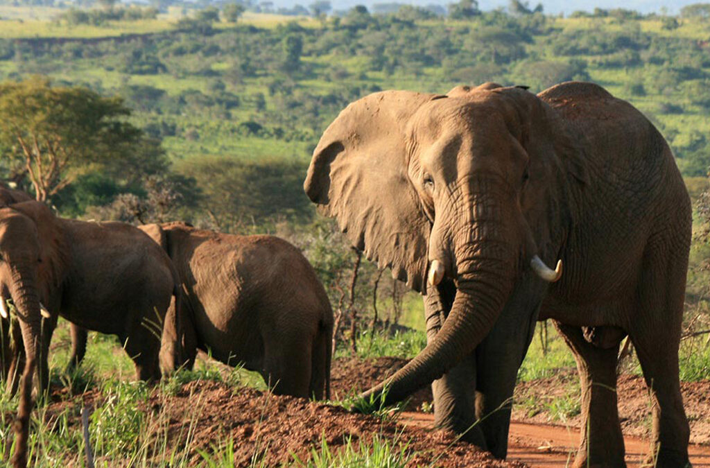 Exploring the Big Five in Uganda