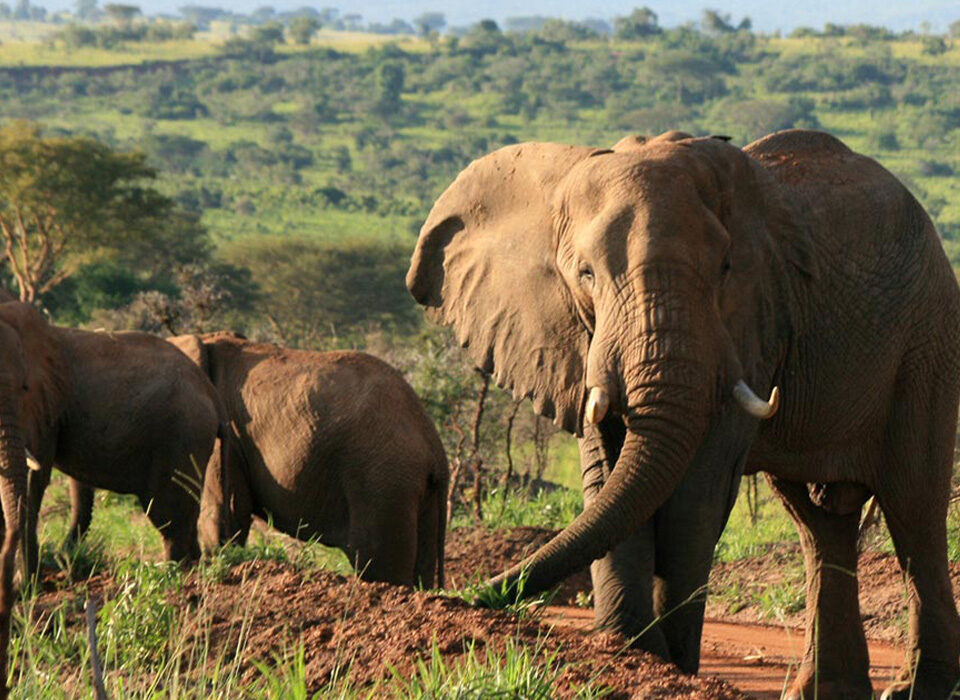 Exploring the Big Five in Uganda