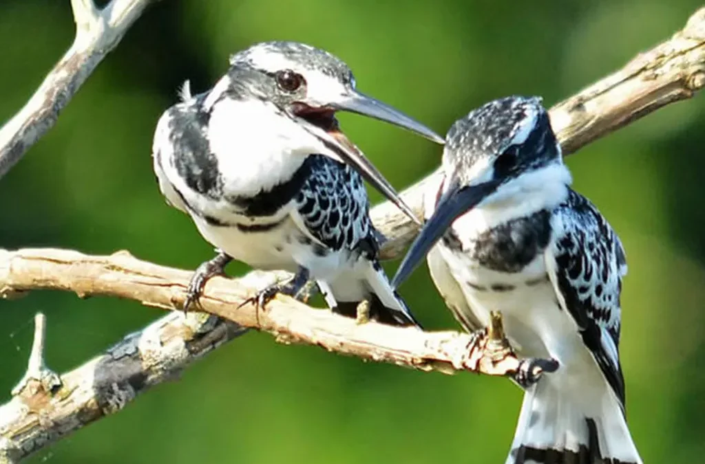 Mabira Forest Birding Safari