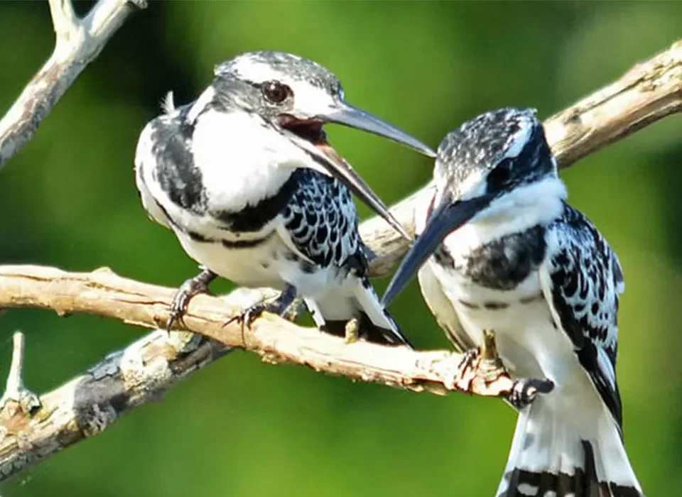 Mabira Forest Birding Safari