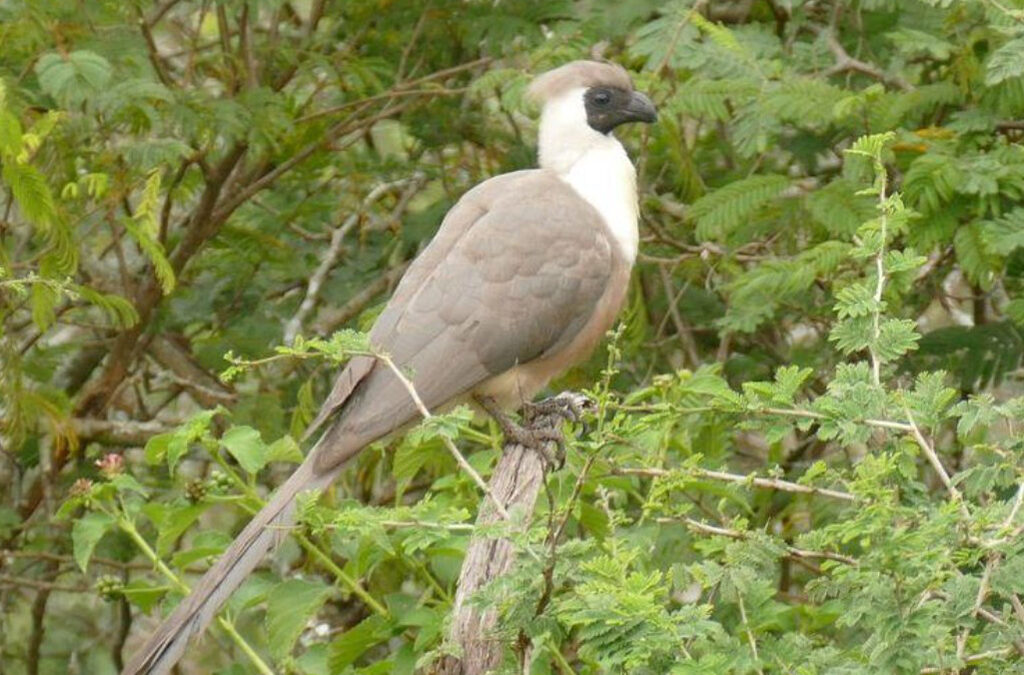 Bird Watching in Nyungwe Forest National Park, Rwanda