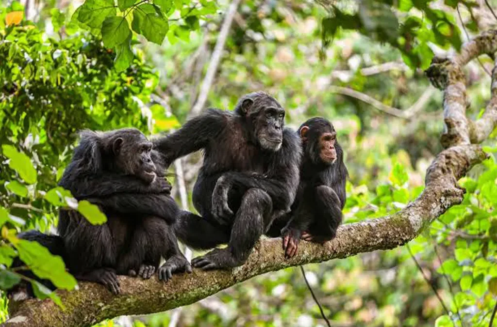 Chimpanzee Trekking in Gombe and Mahale Mountains