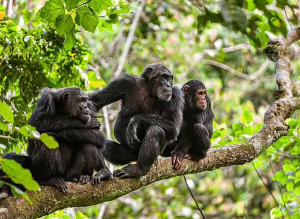 Chimpanzee Trekking in Gombe and Mahale Mountains