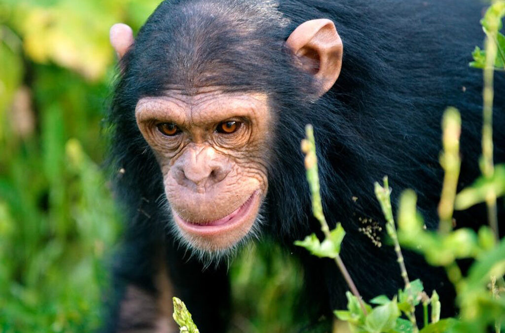 Chimpanzee Trekking in Nyungwe Forest