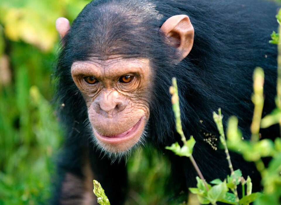 Chimpanzee Trekking in Nyungwe Forest
