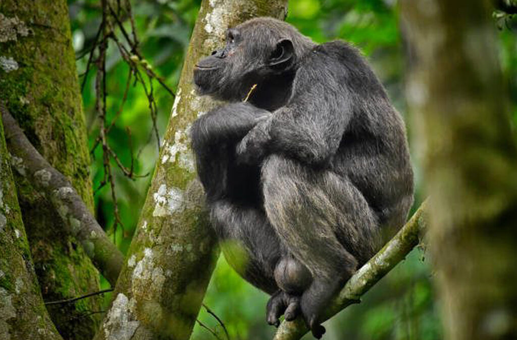 Exploring Nyungwe Forest National Park: A Complete Travel Guide