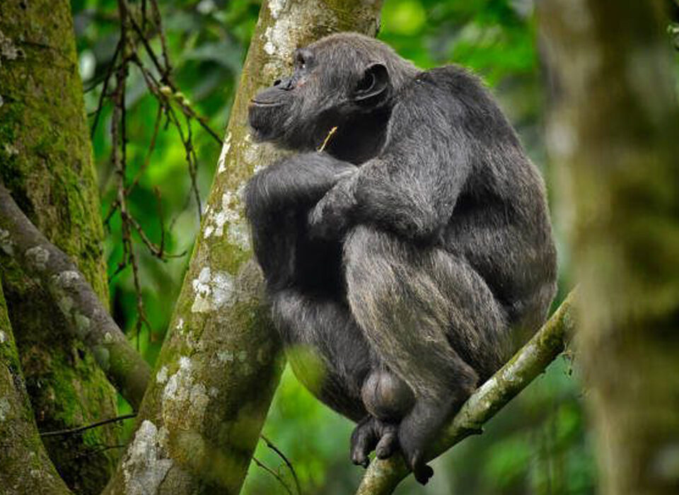 Exploring Nyungwe Forest National Park: A Complete Travel Guide