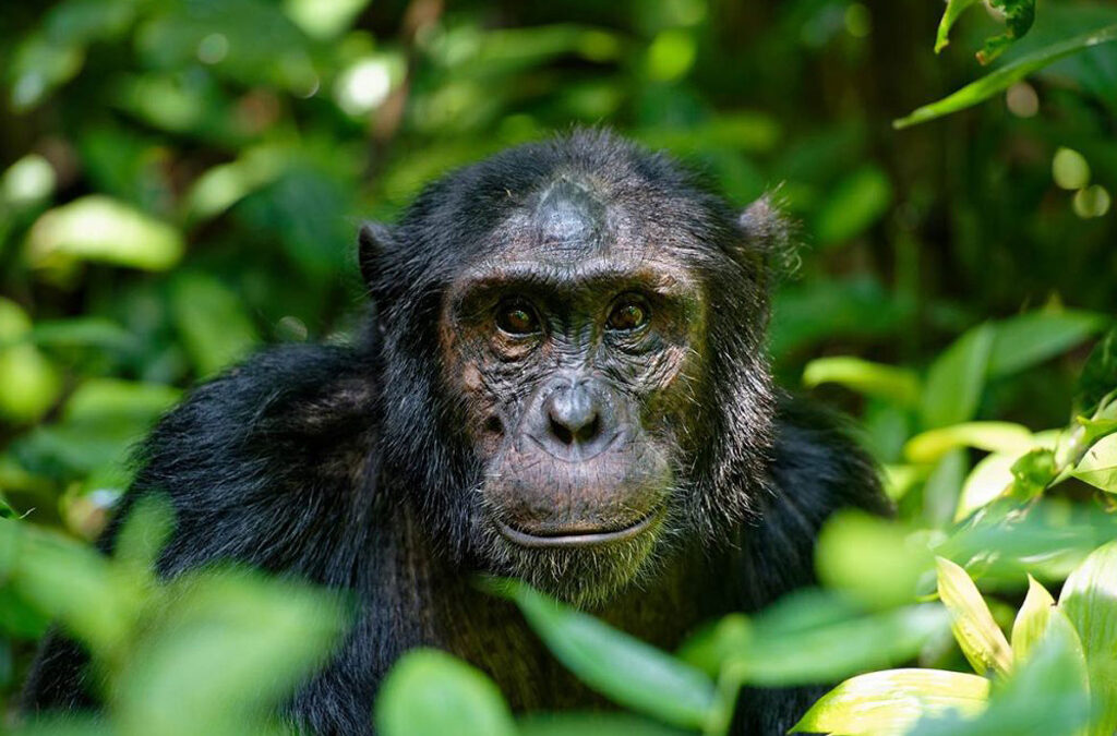Frequently Asked Questions About Chimpanzee Trekking Experiences