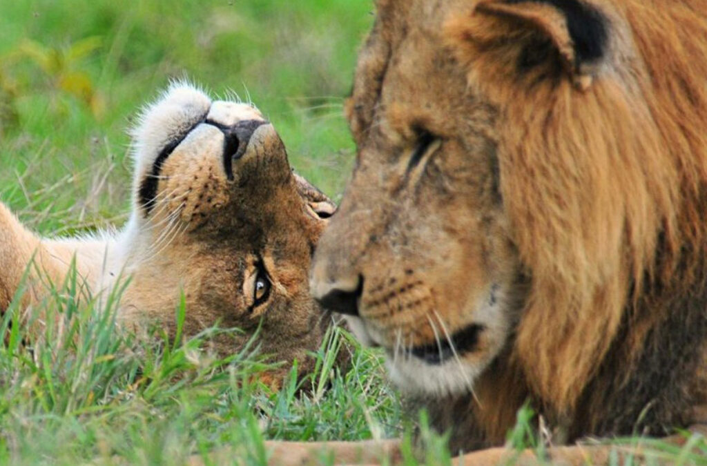 Game Drives in Murchison Falls National Park.