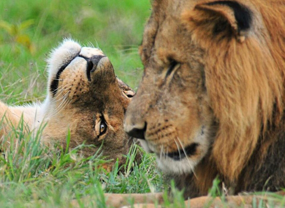 Game Drives in Murchison Falls National Park.