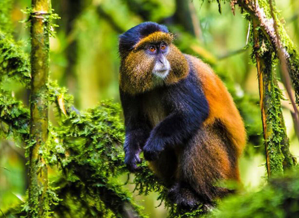 Frequently Asked Questions About Golden Monkey Habituation Experience in Uganda