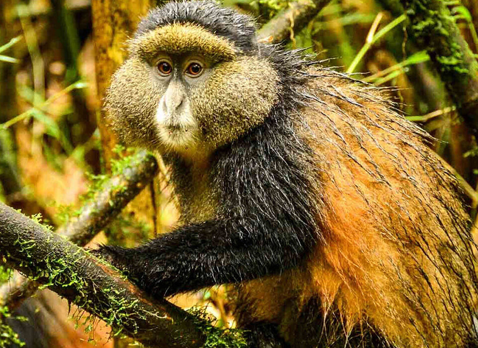 Golden Monkey Trekking in Mgahinga National Park