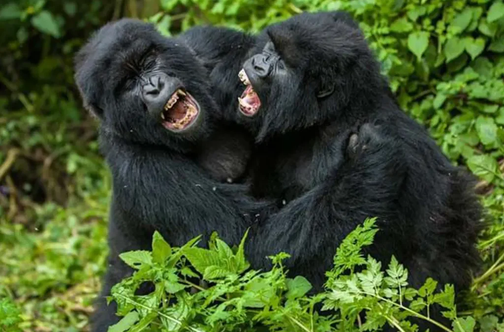 Gorilla Habituation Permits in Uganda
