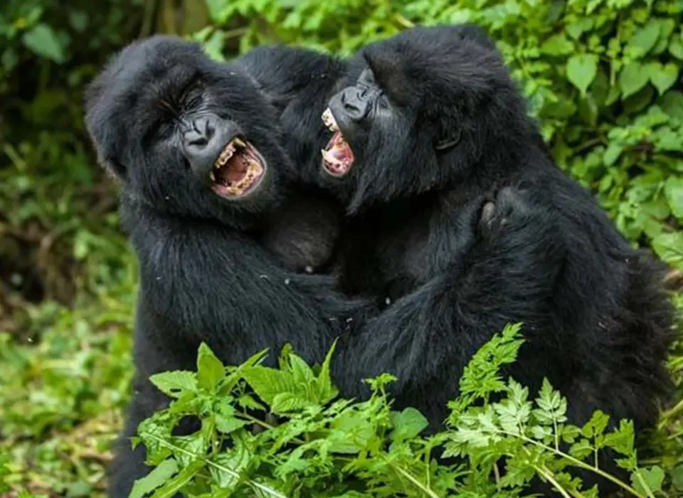 Gorilla Habituation Permits in Uganda