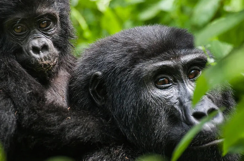 How Is Gorilla Habituation in Uganda?