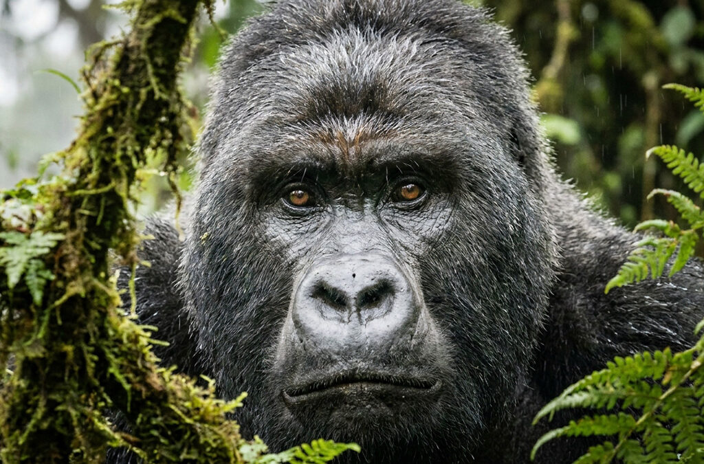 How Gorilla Trekking Permits Support Local Communities