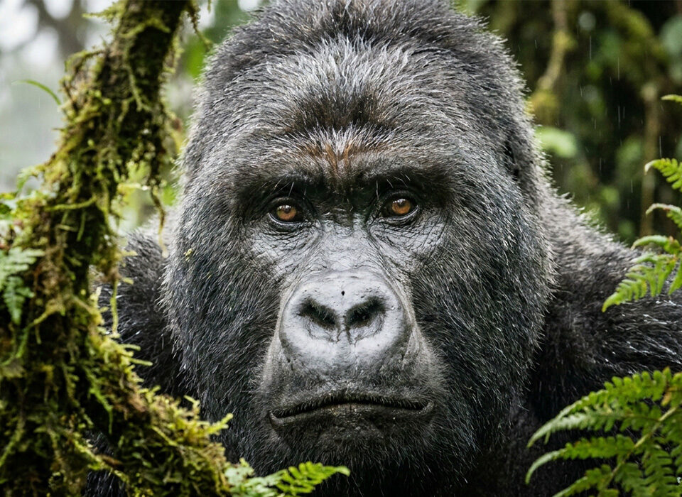 How Gorilla Trekking Permits Support Local Communities