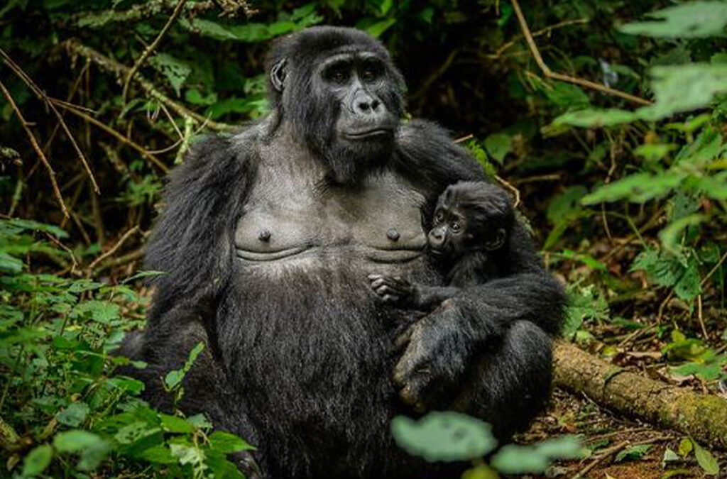 What Is the Cost of a Gorilla Permit in Uganda?
