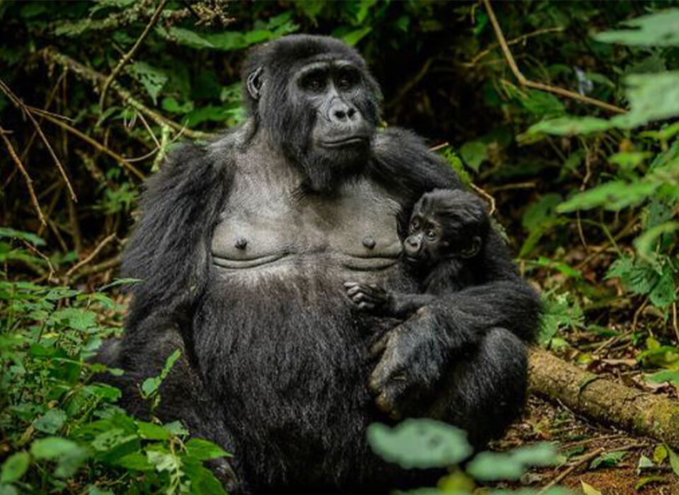 What Is the Cost of a Gorilla Permit in Uganda?