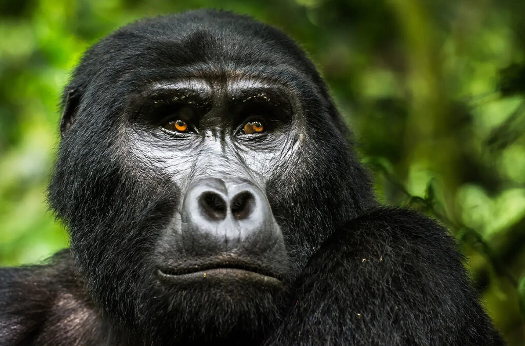 Is Gorilla Trekking Difficult for Beginners?