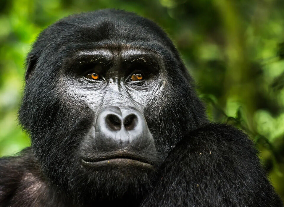 Is Gorilla Trekking Difficult for Beginners?