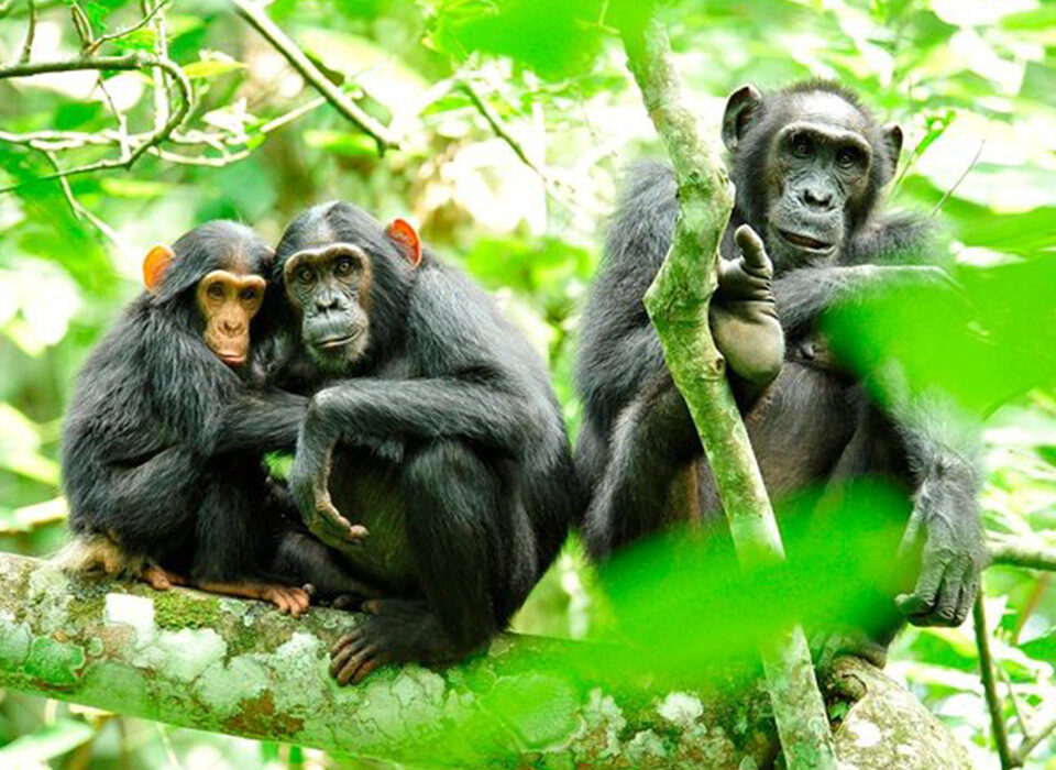 Unique Features of Kibale National Park