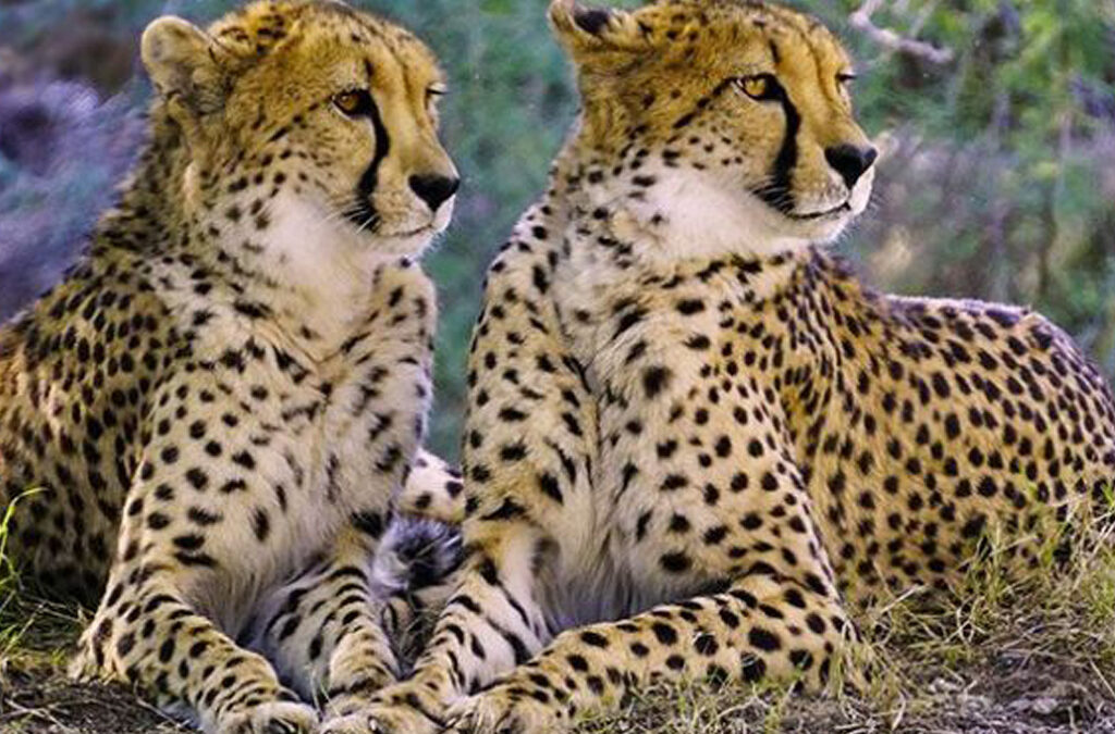 Rare Animals to Spot in Kidepo Valley National Park, Uganda