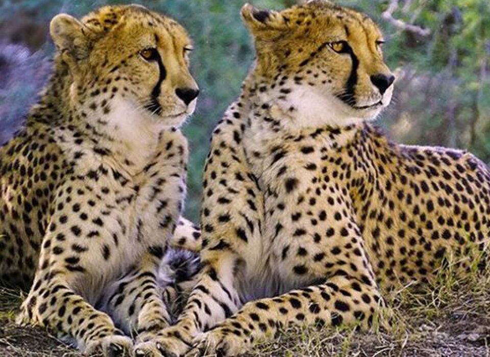 Rare Animals to Spot in Kidepo Valley National Park, Uganda
