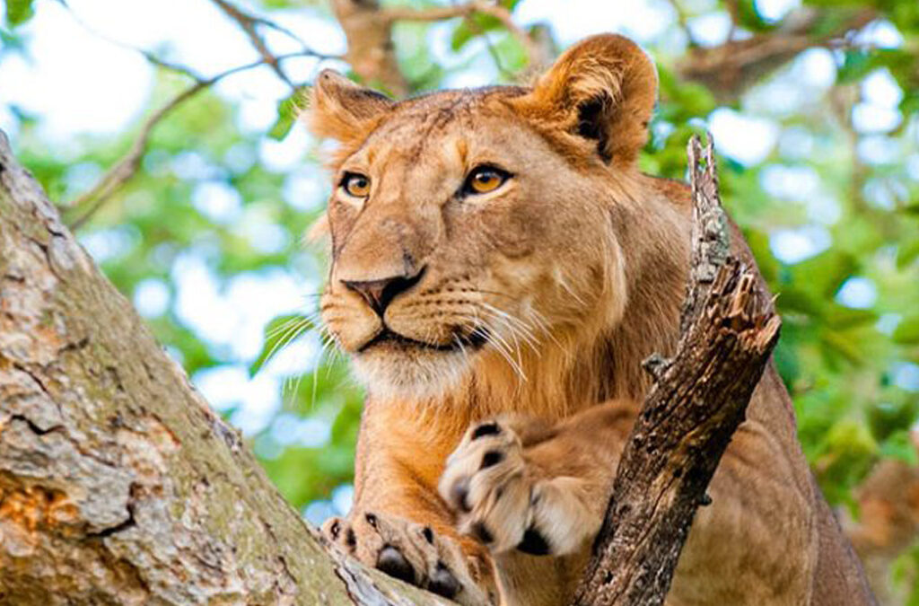 Lion Tracking in Queen Elizabeth National Park, Uganda