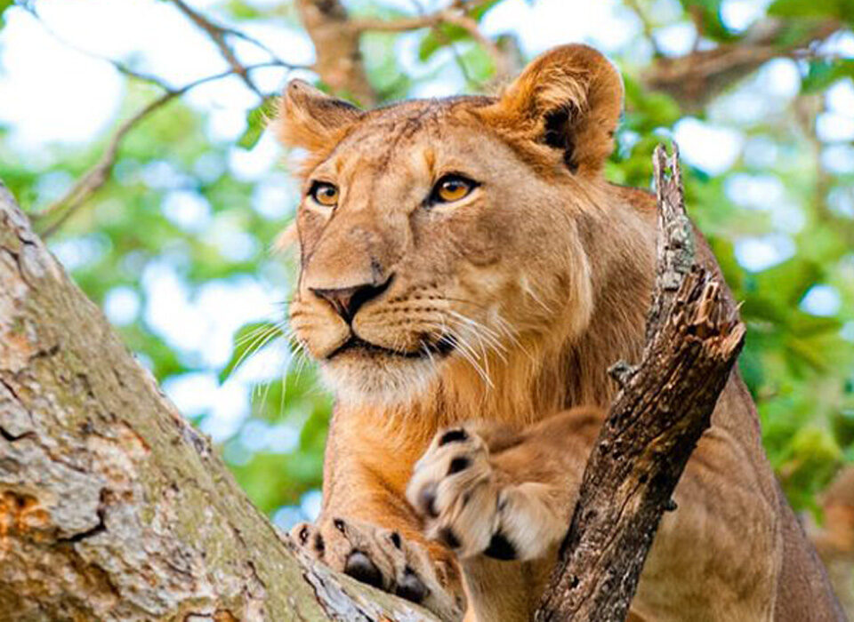 Lion Tracking in Queen Elizabeth National Park, Uganda