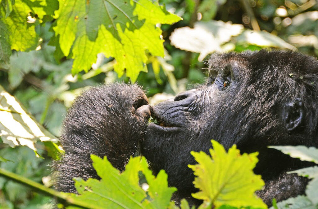 Preparing for Your First Gorilla Trek