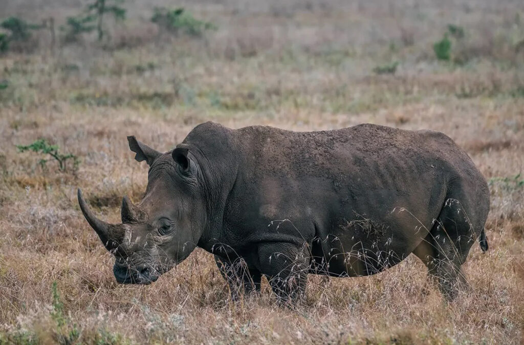 Where to See Rhinos in Uganda: A Complete Guide to Rhino Tracking
