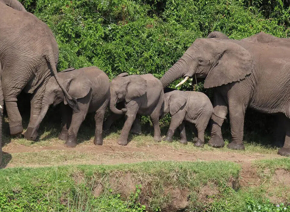 Things to Do in Uganda During Christmas Holiday