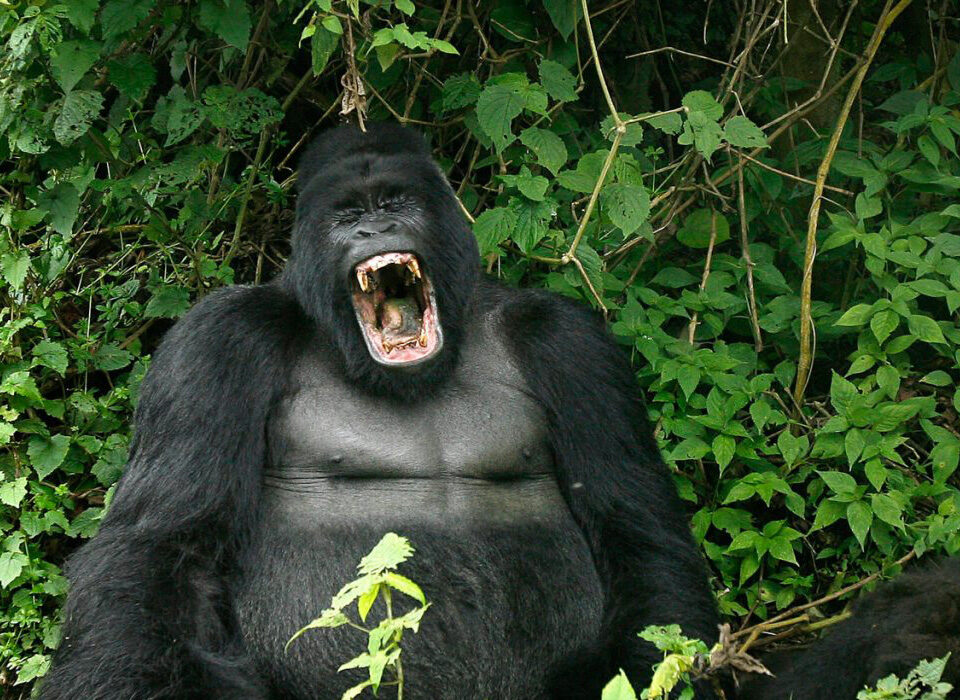 What Threats Do Mountain Gorillas Face?