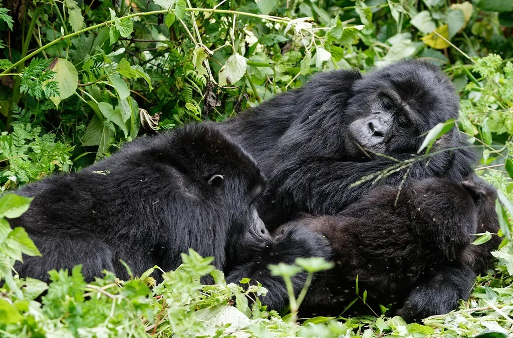 How Early Should You Plan a Gorilla Safari in Rwanda?