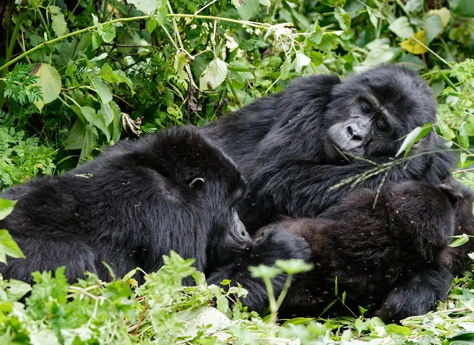 How Early Should You Plan a Gorilla Safari in Rwanda?