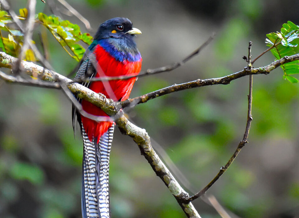 How to Spot Rare Birds on Your Uganda Safari