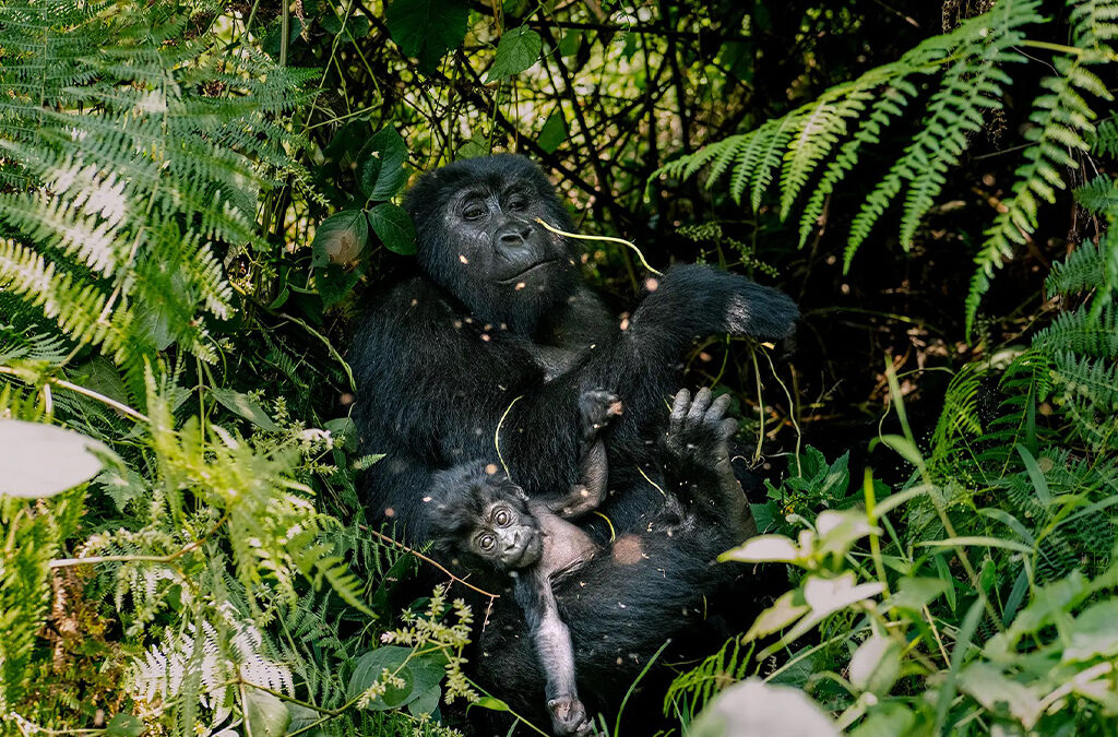 Gorilla Trekking in Mgahinga National Park: Permits, Costs, What to Expect, and Travel Tips