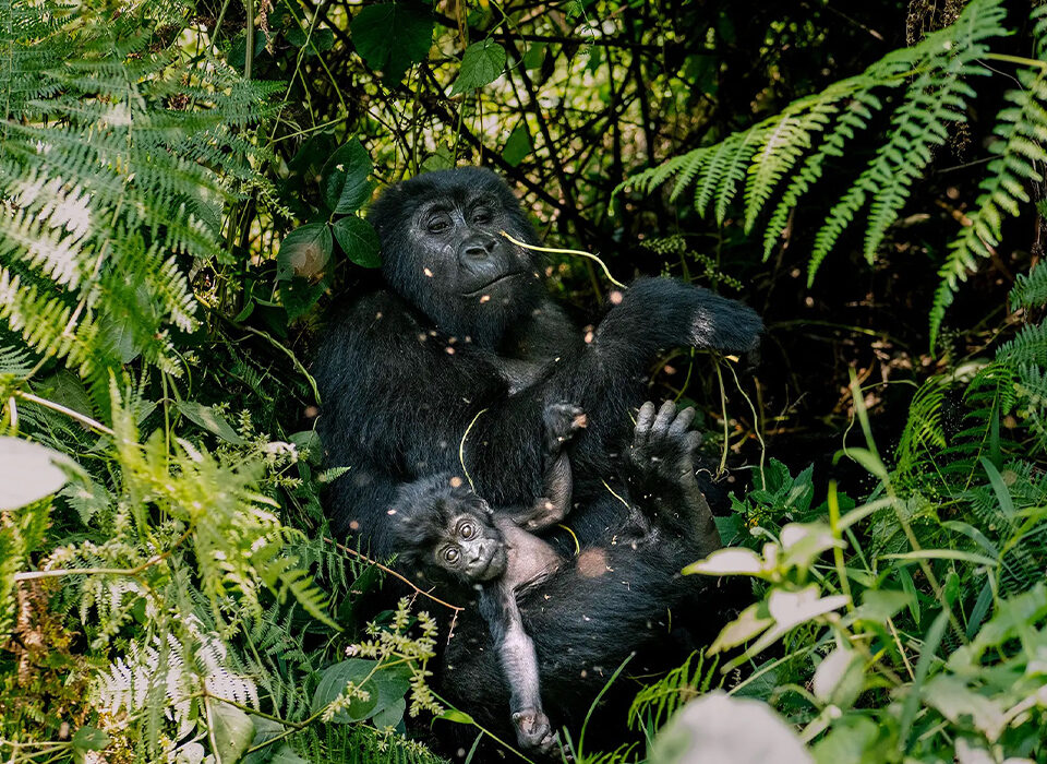 Gorilla Trekking in Mgahinga National Park: Permits, Costs, What to Expect, and Travel Tips