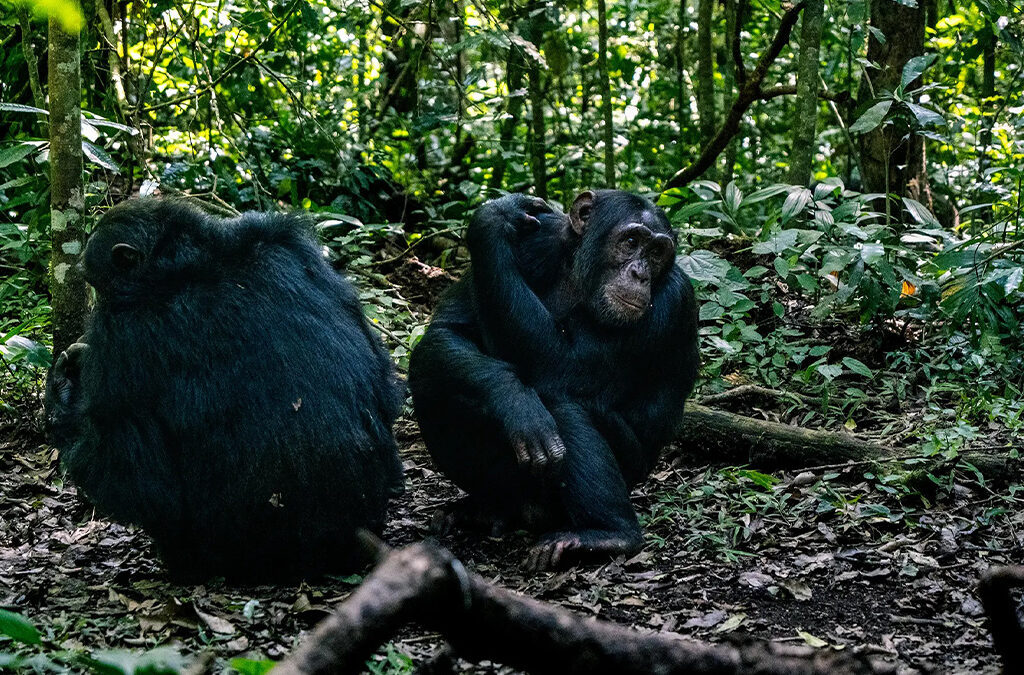 How to Book Chimpanzee Trekking Permits in Rwanda