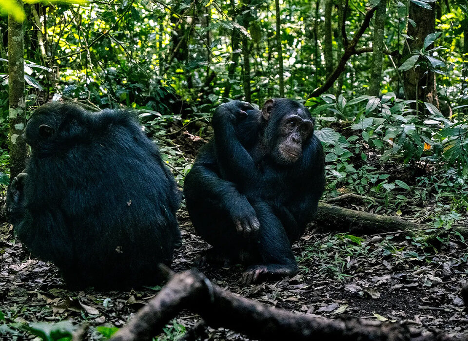 How to Book Chimpanzee Trekking Permits in Rwanda