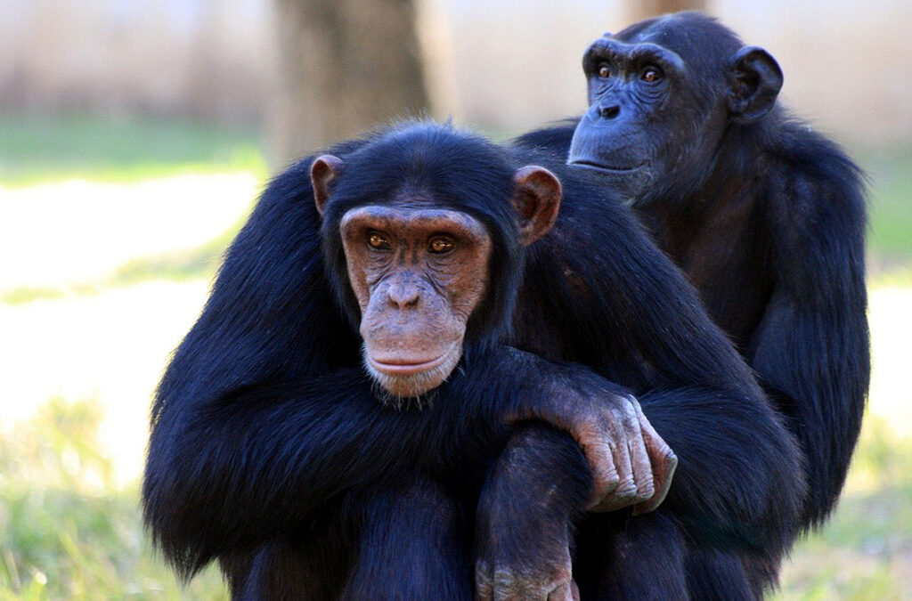 Why Kibale Forest Is Africa’s Primate Capital
