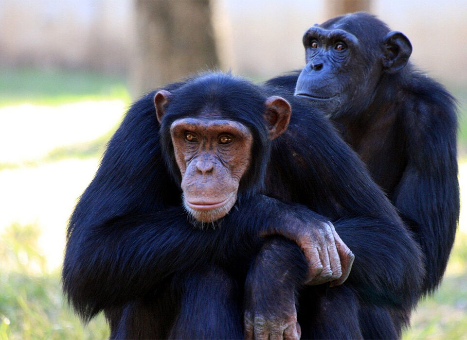 Why Kibale Forest Is Africa’s Primate Capital