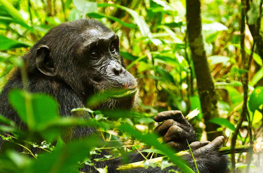 Combining Chimpanzee Trekking with Bigodi Wetland Walk in Uganda