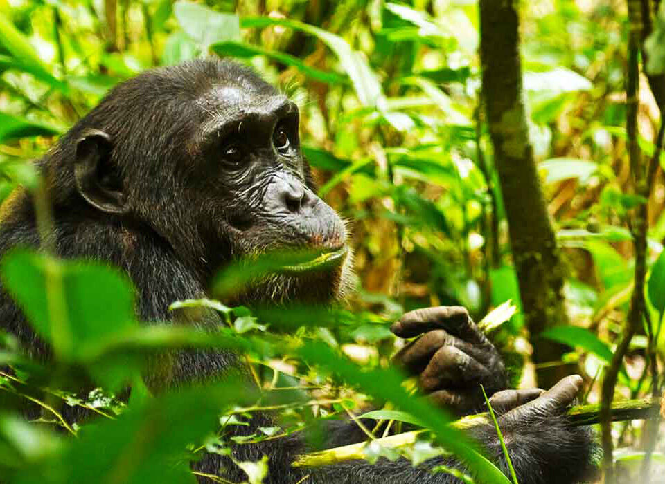 Combining Chimpanzee Trekking with Bigodi Wetland Walk in Uganda