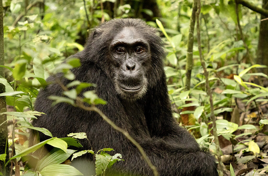 Are Chimpanzees Friendly to Humans?