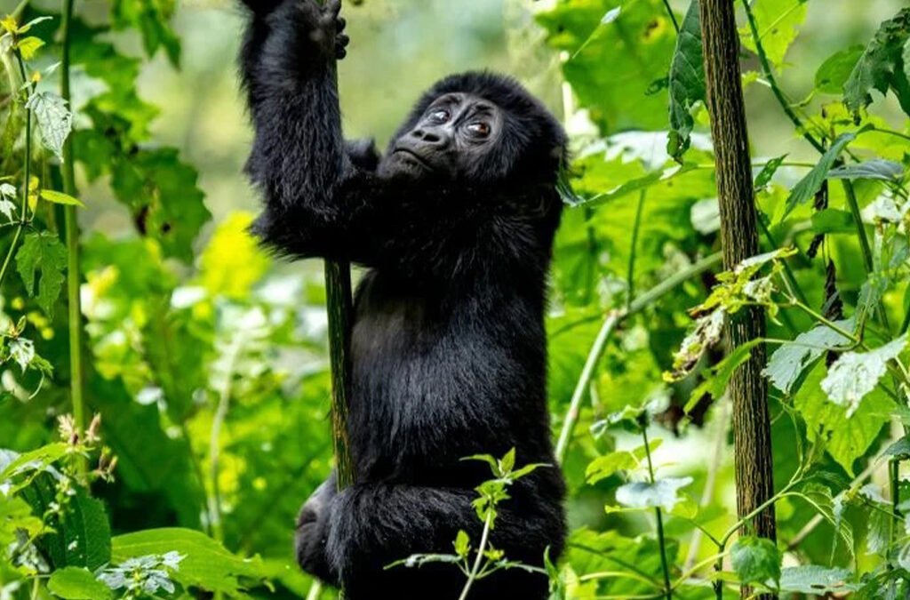 Why You Should Include Gorilla Trekking on Your Bucket List