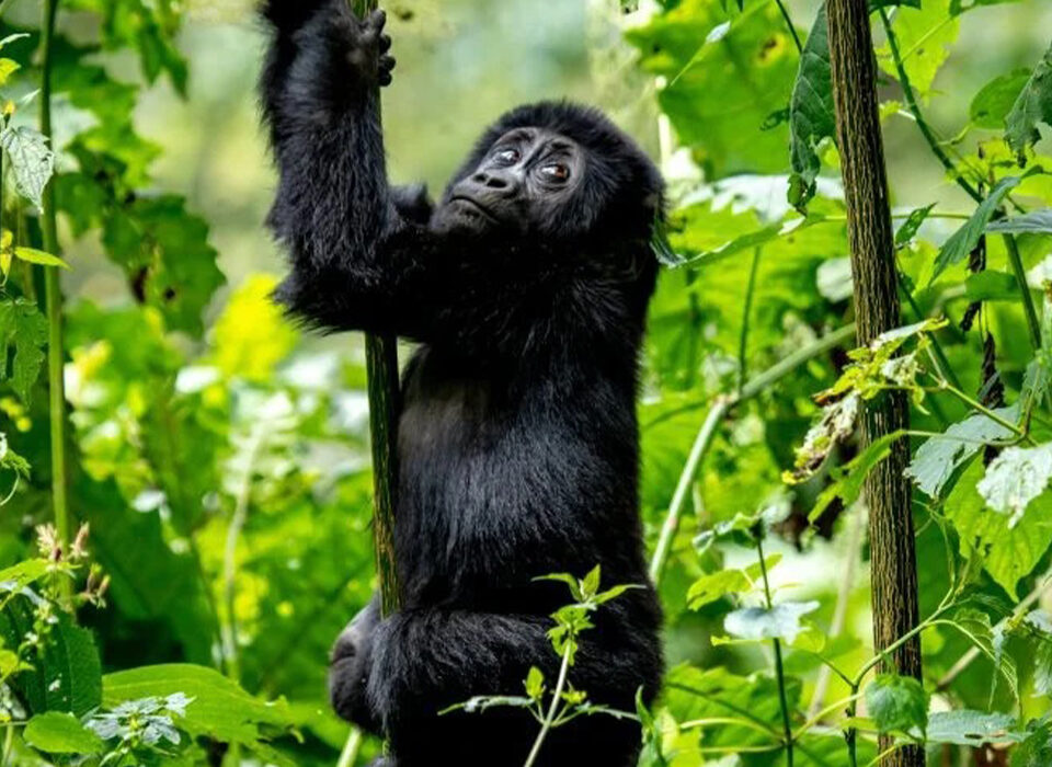 Why You Should Include Gorilla Trekking on Your Bucket List